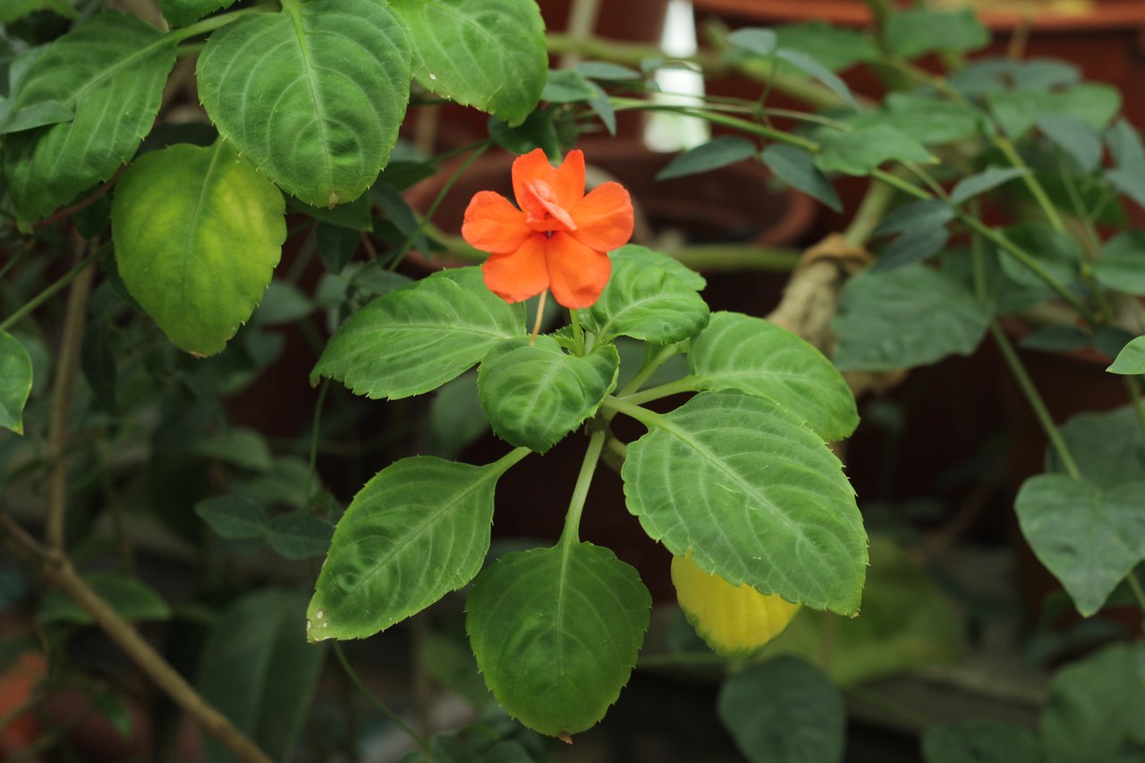 Минеральные удобрения для домашней гидропоники: как не «сжечь» растения и добиться стабильного EC без лаборатории.